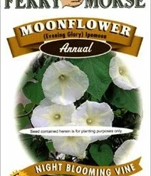 Moonflower White Seeds