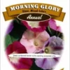Morning Glory Giant Seeds