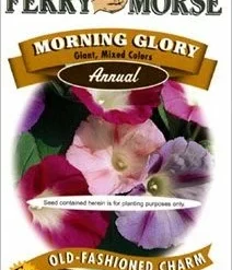 Morning Glory Giant Seeds