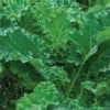 Kale Siberian Seed -Roundup Sales Store 1360254 ep 1587136157 0