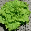 Lettuce Black Seeded Simpson 1 Lettuce Black Seeded Simpson -Roundup Sales Store 1360338 ep 1459544736 0