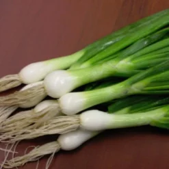 Onion White Lisbon Bunching