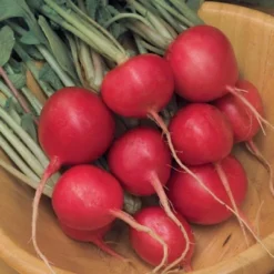Radish Cherry Belle