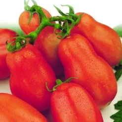 Tomato Roma