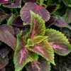 Coleus Annual Rainbow Mixed Color 1 Coleus Annual Rainbow Mixed Color -Roundup Sales Store 1363845 ep 1459776165 0