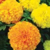 Marigold Ferry's Best Mix Flower Seed -Roundup Sales Store 1363928 ep 1587151438 0