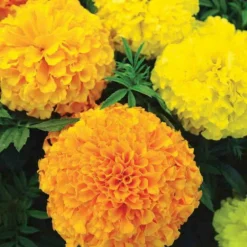 Marigold Ferry's Best Mix Flower Seed