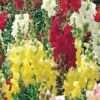 Snapdragon Best Dwarf Mix Seed -Roundup Sales Store 1364249 ep 1587151156 0