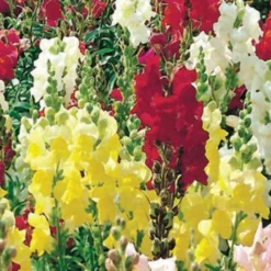 Snapdragon Best Dwarf Mix Seed