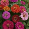 Zinnia California Giants Mixed Colors Seed -Roundup Sales Store 1364322 ep 1587151063 0