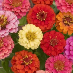 Zinnia Thumbelina Dwarf Mixed Colors Seed