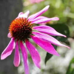 Purple Coneflower Echinacea Seed