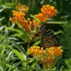 Butterfly Weed Seed -Roundup Sales Store 177956 ep 1586989180 0