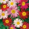 Painted Daisy Single Mixed Colors Seed -Roundup Sales Store 178202 ep 1587047282 0