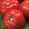 Tomato Beefmaster Hybrid Seed