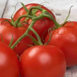 Tomato Better Boy Hybrid Seed