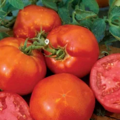 Tomato Big Boy Hybrid Seed