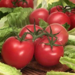 Tomato Early Girl Hybrid Seed