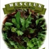 Mesclun Gourmet Gr Seeds -Roundup Sales Store 1821