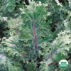 Organic Kale Red Russian Seed -Roundup Sales Store 183400 ep 1587047072 0