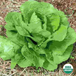 Organic Lettuce Parris Island Seed