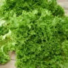 Organic Lettuce Salad Bowl Seed -Roundup Sales Store 183855 ep 1587050145 0