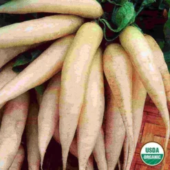Organic Radish Icicle Short Top Seed