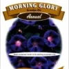 Morning Glory Grandpa Seeds