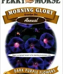 Morning Glory Grandpa Seeds