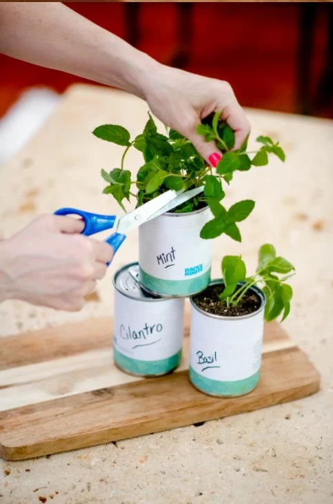 Kitchen Herb Garden Of Basil, Mint, And Cilantro 4 Kitchen Herb Garden Of Basil, Mint, And Cilantro - Image 2