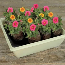 50mm Peat Pellet Self-Watering Seed Starting Greenhouse Kit, 14-Pellets 15 50mm Peat Pellet Self-Watering Seed Starting Greenhouse Kit, 14-Pellets -Roundup Sales Store 2263473 ep 1639599710 5