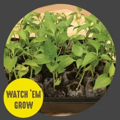 36mm Peat Pellet Seed Starting Greenhouse Kit, 36-Pellets -Roundup Sales Store 2263531 ep 1639457943 3