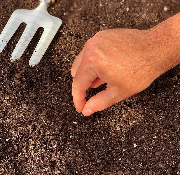 Clemson Spineless Okra 5 Clemson Spineless Okra - Image 3