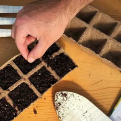 Clemson Spineless Okra 13 Clemson Spineless Okra -Roundup Sales Store 2353266 ep 1641873401 3