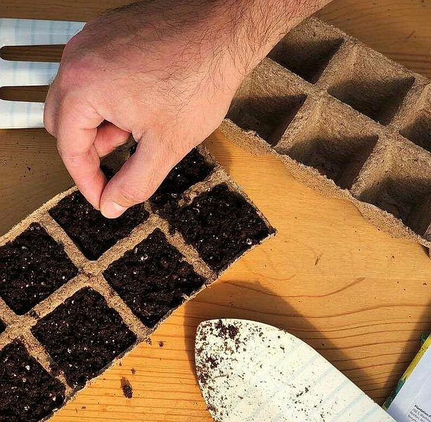 Clemson Spineless Okra 7 Clemson Spineless Okra - Image 5