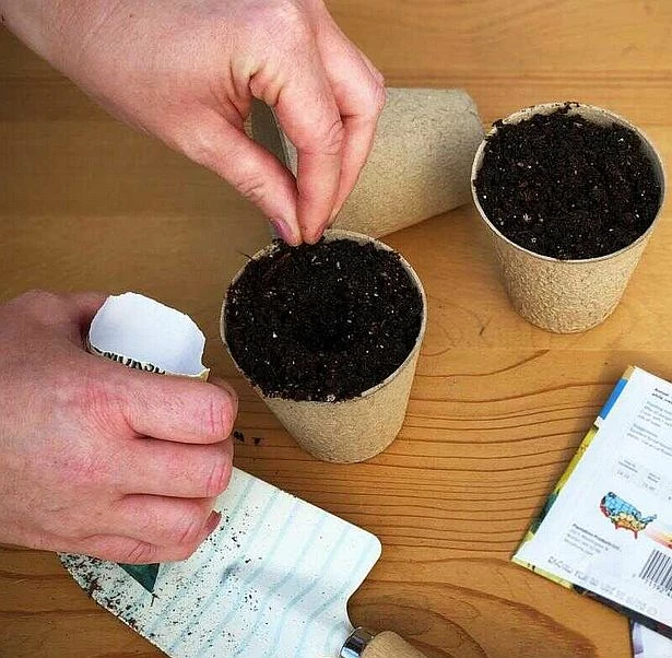 Clemson Spineless Okra 8 Clemson Spineless Okra - Image 6