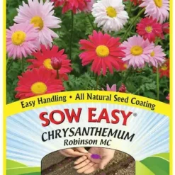 Chrysanthemum - Robinson MC