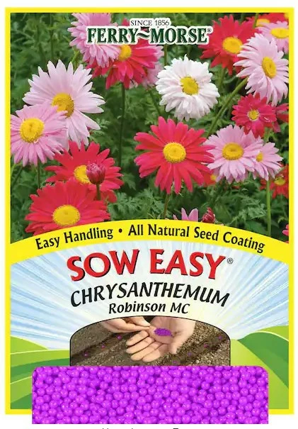 Chrysanthemum - Robinson MC 3 Chrysanthemum - Robinson MC