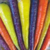 Rainbow Mix Carrot Seed -Roundup Sales Store 2701167 ep 1674840680 0