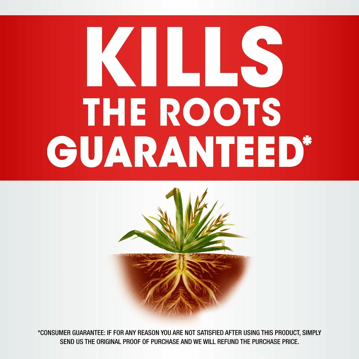Roundup 1/2-Gallon, Weed And Grass Killer Concentrate Plus 8 Roundup 1/2-Gallon, Weed And Grass Killer Concentrate Plus - Image 6
