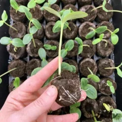 Greenhouse Pellet, 72-Piece 22 Greenhouse Pellet, 72-Piece -Roundup Sales Store 3366176 ep 1708112605 2