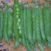 Green Arrow Pea -Roundup Sales Store 3609039 ep 1459543556 0