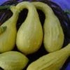 Squash Early Yellow Crookneck -Roundup Sales Store 3609195 ep 1459543648 0