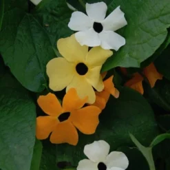 Thunbergia Annual Black Eyed Susan