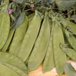 Melting Sugar Pea Seeds