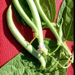 Tendergreen Improved Garden Bean