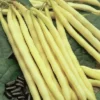 Kentucky Wonder Wax Pole Garden Bean