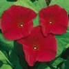 Scarlett OHara Morning Glory -Roundup Sales Store 5672753 ep 1459528065 0