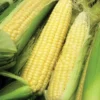 Sweet Corn Bodacious Hybrid Seed -Roundup Sales Store 5672928 ep 1587050967 0