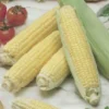 Corn Sweet Golden Cross Bantam Hybrid -Roundup Sales Store 5682117 ep 1459434717 0